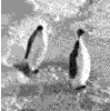 penguins
