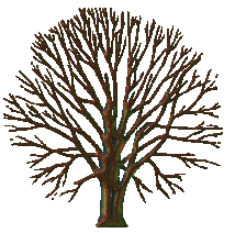 changing_tree.gif image by iris600tiger