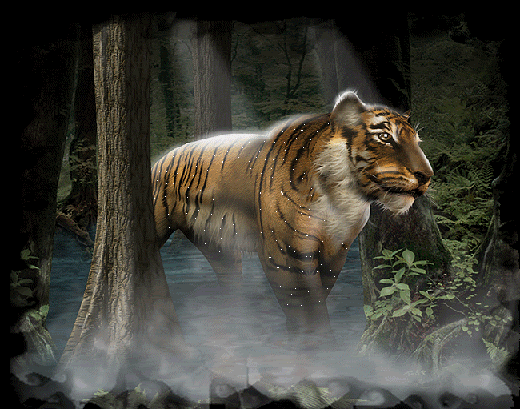 tiger in jungle Myspace Graphics