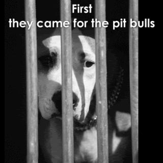 bsl.gif image by mcddanni
